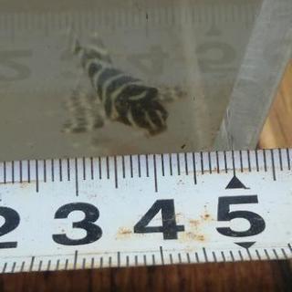 【配達可能】熱帯魚　ニューメガクラウンプレコ　4匹