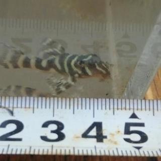 【配達可能】熱帯魚　ニューメガクラウンプレコ　4匹