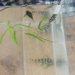 【配達可能】熱帯魚　ニューメガクラウンプレコ　4匹