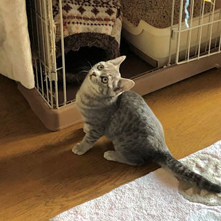 目のくりくりした　美形の子猫ちゃん達です。 - 神戸市