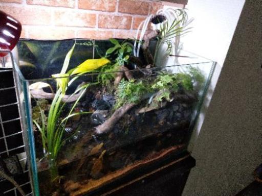アクアテラリウム 60cm用内容物一色セット しぱきち 広島のその他の中古あげます 譲ります ジモティーで不用品の処分