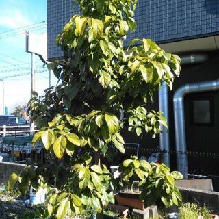 ●アボカドの木●