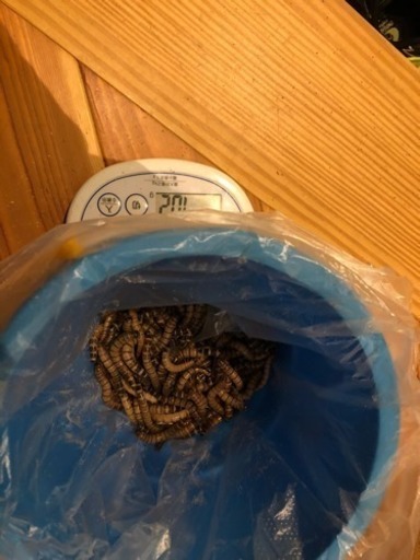 ジャイアントミルワーム 50g 300円 あーちゃん 妻崎のその他の中古あげます 譲ります ジモティーで不用品の処分 ジャイアントミルワーム 50g 300円 あーちゃん 妻崎のその他の中古あげます 譲ります ジモティーで不用品の処分
