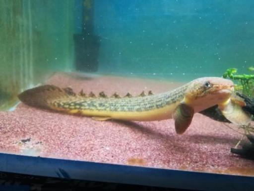 熱帯魚 ポリプテルストゥジェルシー