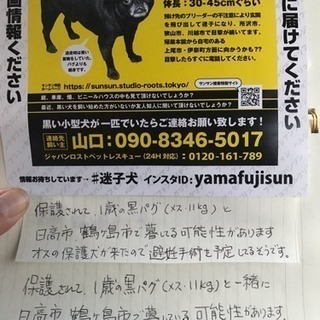 黒い迷子犬探してます 黒パグ似の小型犬 Yamafusun 鶴ヶ島の手伝って 助けての助け合い ジモティー