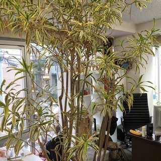 観葉植物 ドラセナ ソング オブ インディアナ