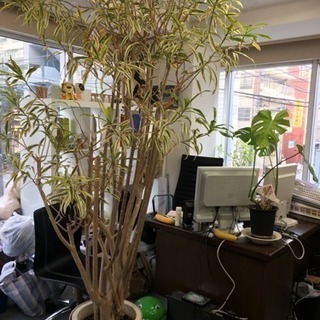 観葉植物 ドラセナ ソング オブ インディアナ