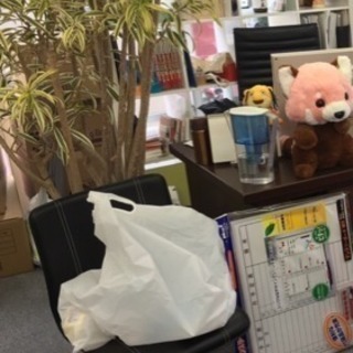 観葉植物 ドラセナ ソング オブ インディアナ