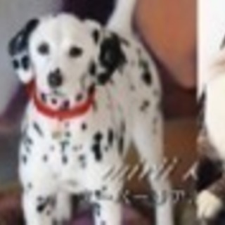 町田 羊毛フェルト教室 募集中 きりのみりいリアル羊毛フェルト教室 みりいずじゃぱん 町田の手芸の生徒募集 教室 スクールの広告掲示板 ジモティー