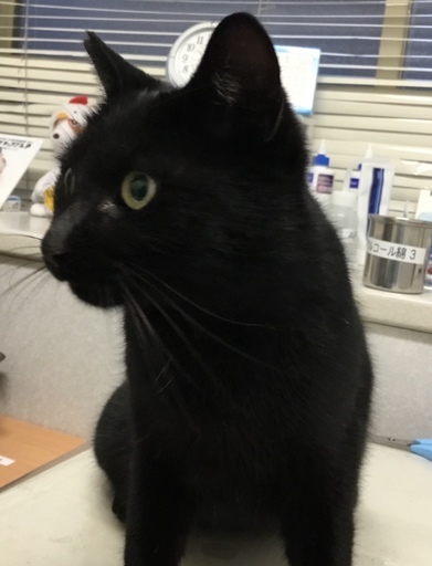 甘えん坊の黒猫パチくん 2歳くらい モモハナ 北柏の猫の里親募集