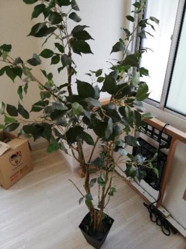 ニトリ人工観葉植物少し難あり まっつん 守口の家具の中古あげます 譲ります ジモティーで不用品の処分 ニトリ人工観葉植物少し難あり まっつん 守口の家具の中古あげます 譲ります ジモティーで不用品の処分
