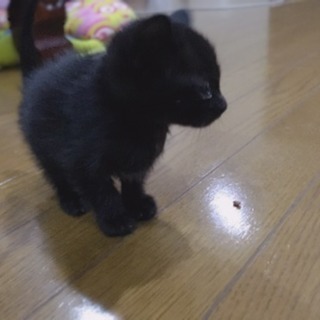 黒猫 子猫 1ヶ月 メス