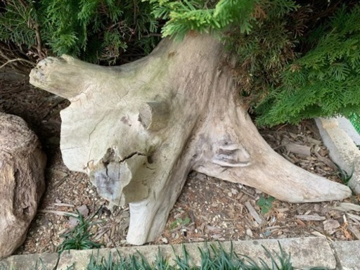 流木 5k お庭のオブジェ Kan 相模原のその他の中古あげます 譲ります ジモティーで不用品の処分