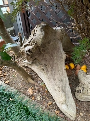 流木 5k お庭のオブジェ Kan 相模原のその他の中古あげます 譲ります ジモティーで不用品の処分