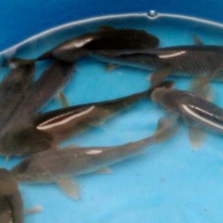 錦鯉 松川バケの幼魚1匹３００円 １５ｃｍ前後 まるちゃん 大阪のその他の中古あげます 譲ります ジモティーで不用品の処分