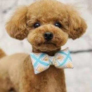 ⭐わんちゃんのトリミング⭐犬のカットならお任せ🐶
