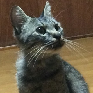 【猫ちゃんグッズもお渡し★】メスの寂しがり屋でおとなしい野良猫チャン