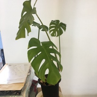 観葉植物 モンステラ