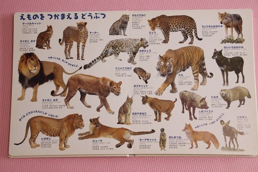 どうぶつ はっけんずかん はじめてのしぜん絵本 Umeusagi 八千代台の絵本の中古あげます 譲ります ジモティーで不用品の処分