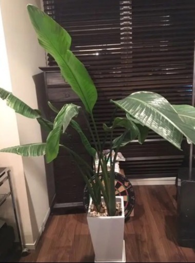 観葉植物