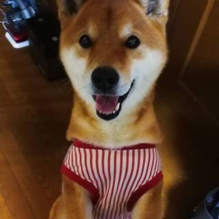 柴犬の男の子の里親募集します！