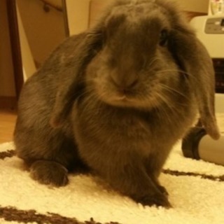 ロップイヤー グレーうさぎ 4歳 すずき 秋田のその他の里親募集 ジモティー