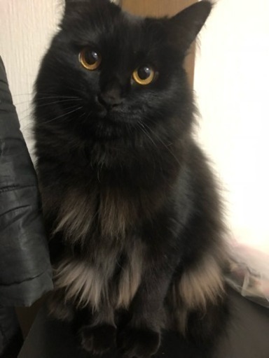 黒猫長毛女の子 黒猫 札幌の猫の里親募集 ジモティー