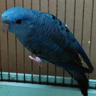 兵庫県 小野市のペット ジモティー