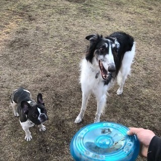 犬友さんになってくれる方探してます（＾ω＾）の画像