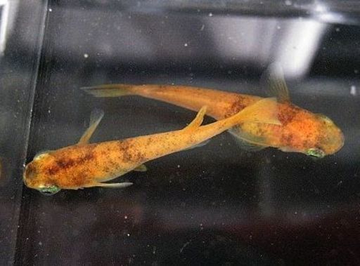 めだかぶち楊貴妃 トラ ひかり楊貴妃 東天紅 ラメその他の変わりメダカをお譲りします かわさきじいじ たまプラーザのその他の中古あげます 譲ります ジモティーで不用品の処分