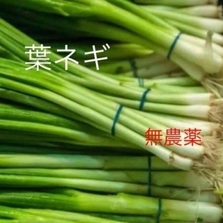 自家栽培 無農薬 ネギ苗根つき5本450円 土つき黒ポット