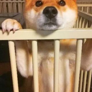 柴犬の男の子の里親募集します でちこ 播磨町の柴犬の里親募集 ジモティー 柴犬の男の子の里親募集します でちこ 播磨町の柴犬の里親募集 ジモティー