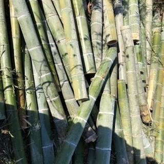 伐採した孟宗竹無料で差し上げます。
