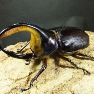 中古サタンオオカブトが無料 格安で買える ジモティー 中古サタンオオカブトが無料 格安で買える ジモティー