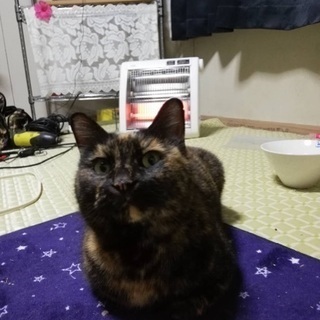 愛知県 西尾市の猫の里親募集 ジモティー