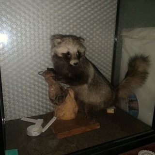 たぬき 剥製
