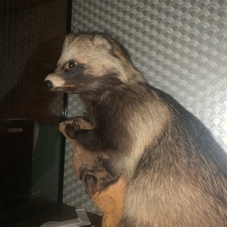 たぬき 剥製