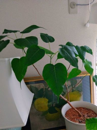 インド菩提樹と仲間たち