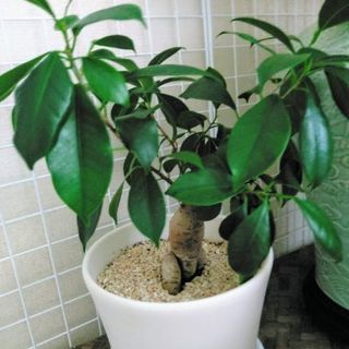 インド菩提樹と仲間たち