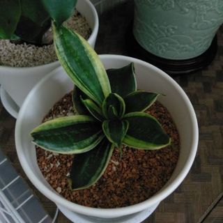 インド菩提樹と仲間たち