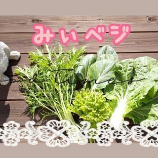 2/24~無農薬新鮮お野菜【よねベジ】