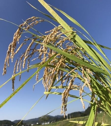 農家のお米「ひのひかり」玄米（特別栽培米）25キロ8000円