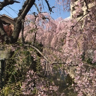 植木の仕事に興味ある方 − 東京都