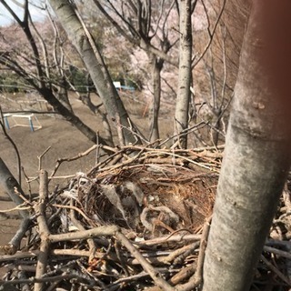 植木の仕事に興味ある方 - 世田谷区