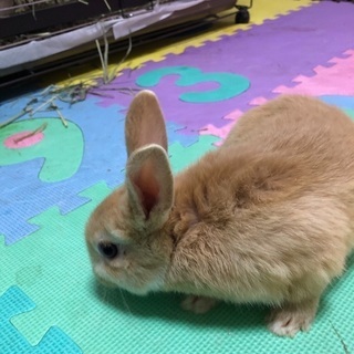 兵庫県 姫路市のその他の里親募集 ジモティー 兵庫県 姫路市のその他の里親募集 ジモティー
