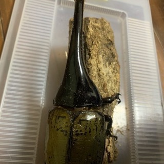 ヘラクレスヘラクレス