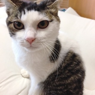 3月31日(日) 猫の譲渡会 名古屋市港区 社会福祉法人 中部盲導犬協会　みなと猫の会 主催 - その他