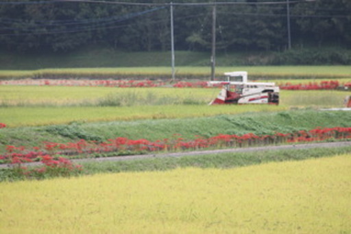 お米　平成30年度産玄米（ヒノヒカリ）特別栽培米