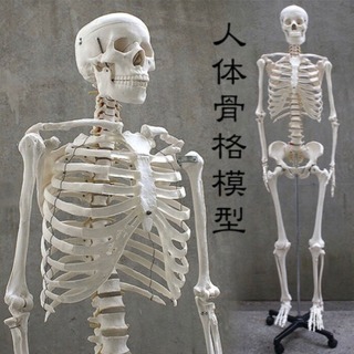 人体骨格模型 15000→12500