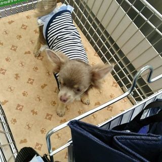 3歳のチワワ犬里親募集 雄 ロングコート 横浜のチワワの里親募集 ジモティー